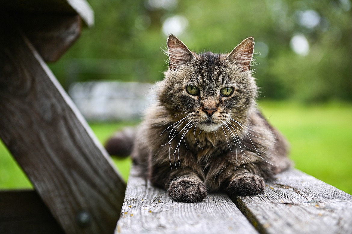 Kayz Lynn's cat Missy rests on a picnic table on Wednesday, July 3. (Casey Kreider/Daily Inter Lake)