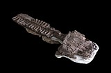 Fossils show huge salamanderlike predator with sharp fangs existed before the dinosaurs