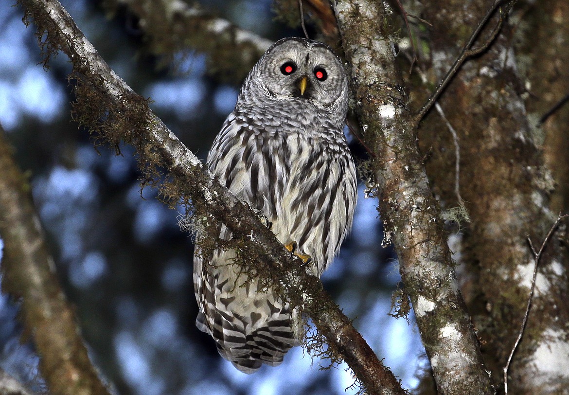 A female barred owl sits on a branch in the wooded hills, Dec. 13, 2017, outside Philomath, Ore. To save the imperiled spotted owl from potential extinction, U.S. wildlife officials are embracing a contentious plan to deploy trained shooters into dense West Coast forests to kill almost a half-million barred owls that are crowding out their smaller cousins. (AP Photo/Don Ryan, File)