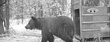 F&G begins annual grizzly bear research