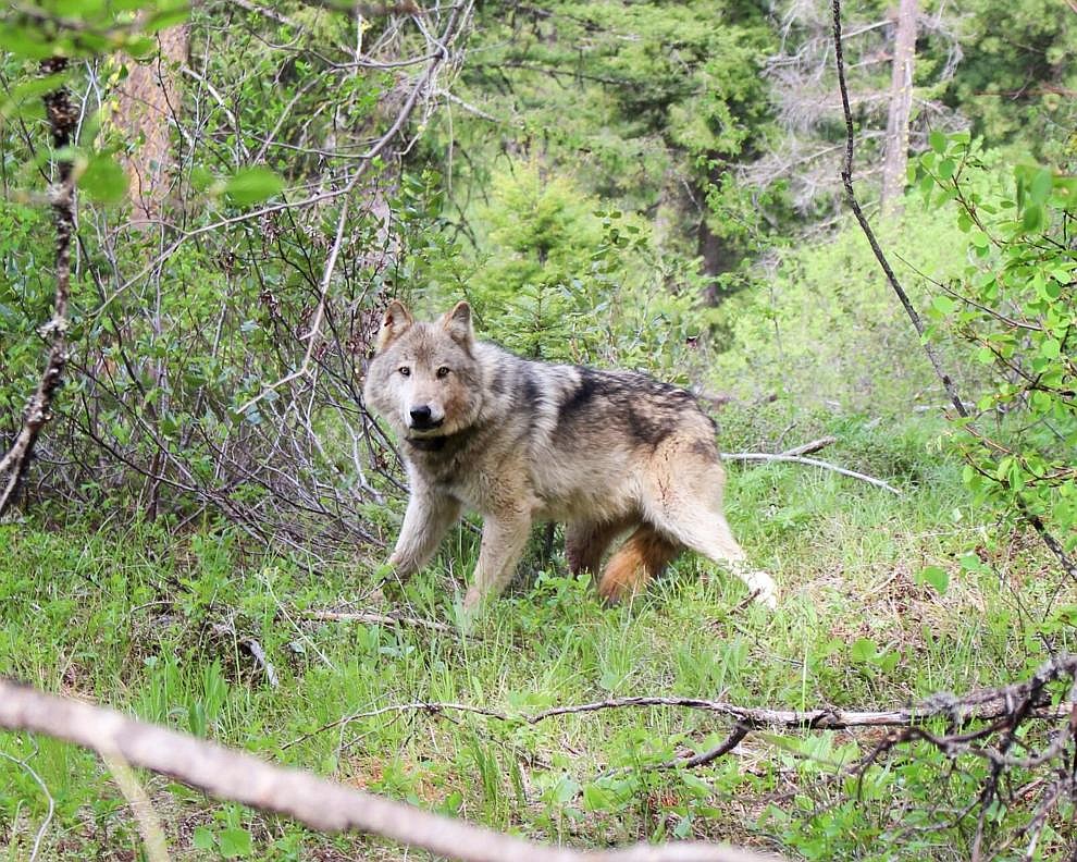 Gray wolves have been protected under state conservation laws for years, but that protection is up for review.