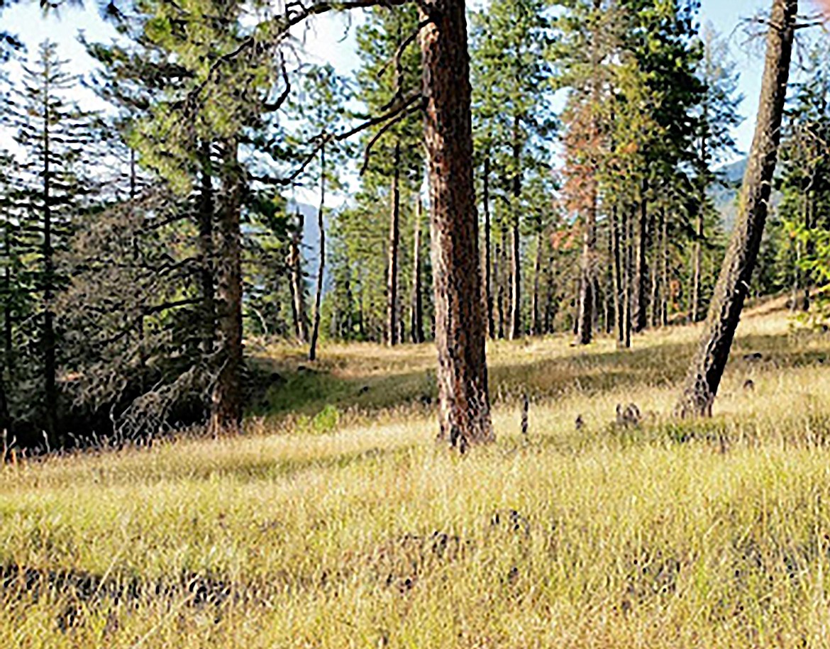 Sam Owen Park with a Ponderosa pine savannah with a southerly face.