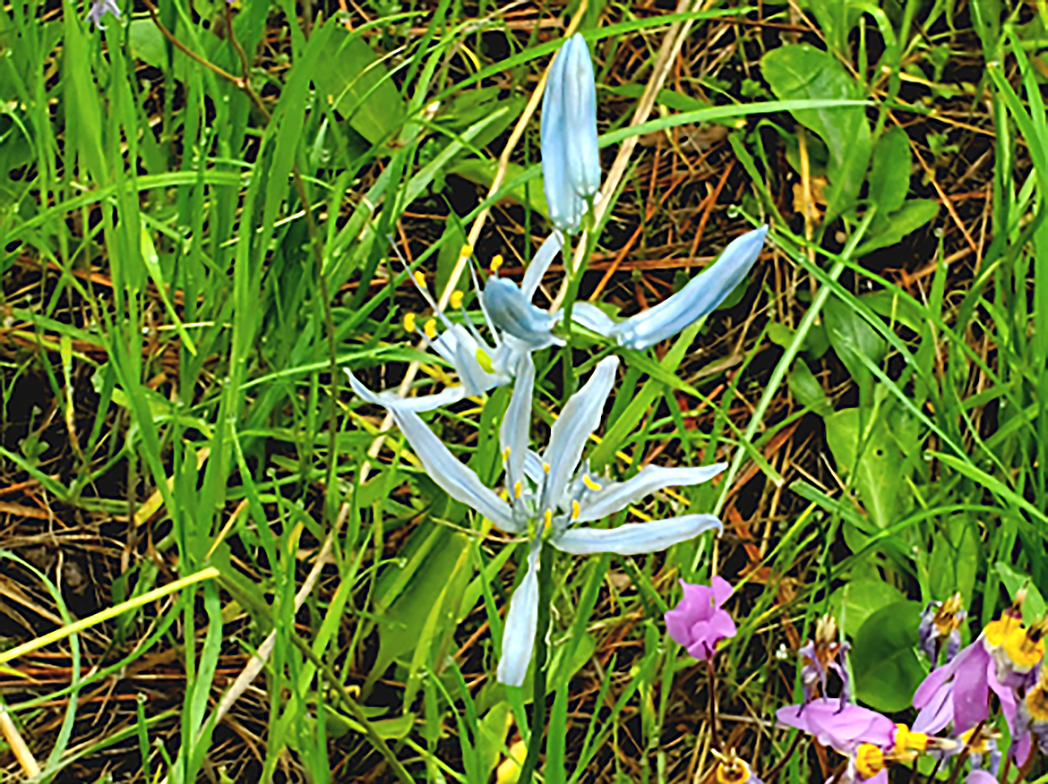 Shooting stars and Camas are pictured on the Hope Peninsula in 2023.