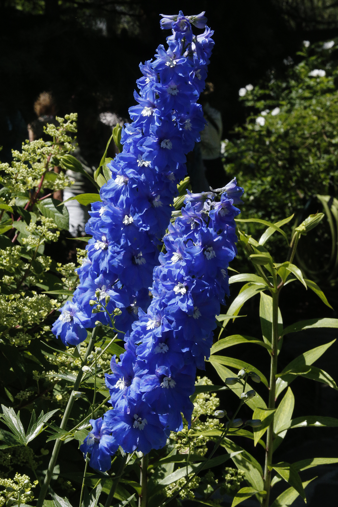 Striking blue delphinium draws the eye in a Hayden garden.