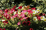 In the garden: 2024 Coeur d’Alene Garden Tour delights
