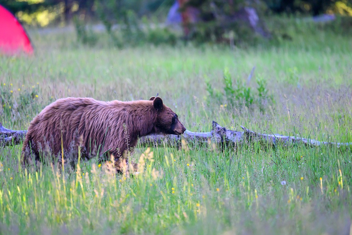 A black bear saunters past camp.