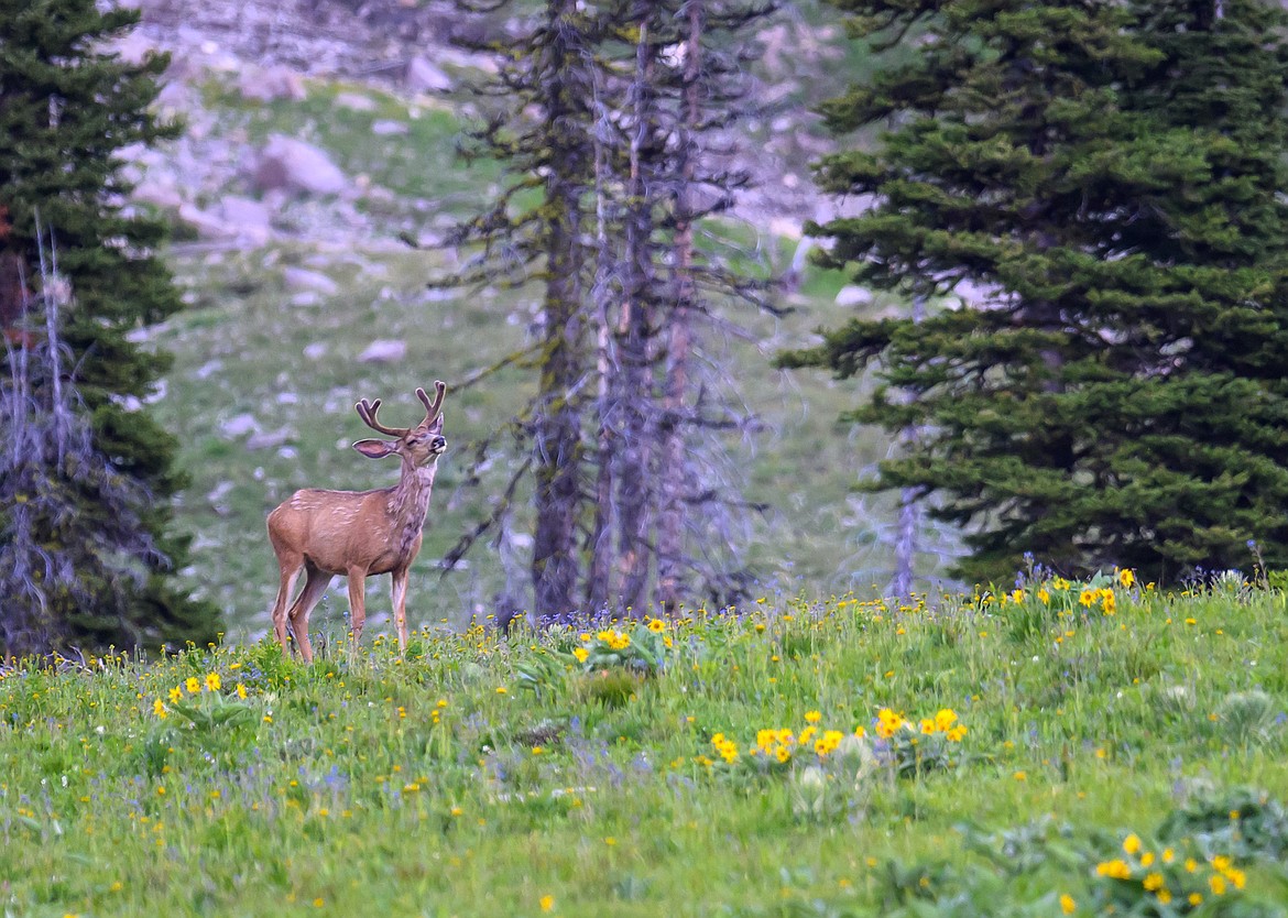 A mule deer buck amongst the blooms.