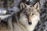 Groups sue to restore endangered species protection for US northern Rockies wolves