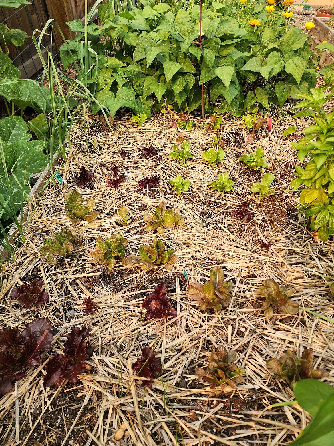 Lettuce transplants fill in space in the garden from summer beans that finished cropping. These lettuces will be ready to harvest by the end of September.