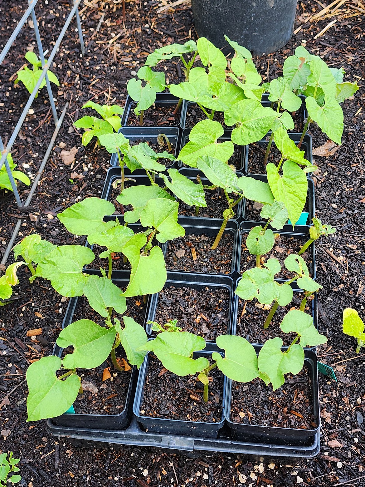 Direct sow or plant bean seedlings every 7 to 10 days for a continuous harvest throughout the summer. This method also avoids having an overabundance of a crop all at once.