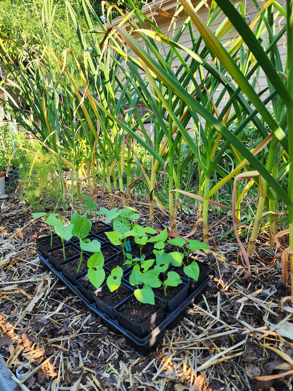 Bush bean seedlings waiting to be planted following the garlic harvest. To stagger the harvest into the fall, bean seeds will be directly sown along with the transplants.