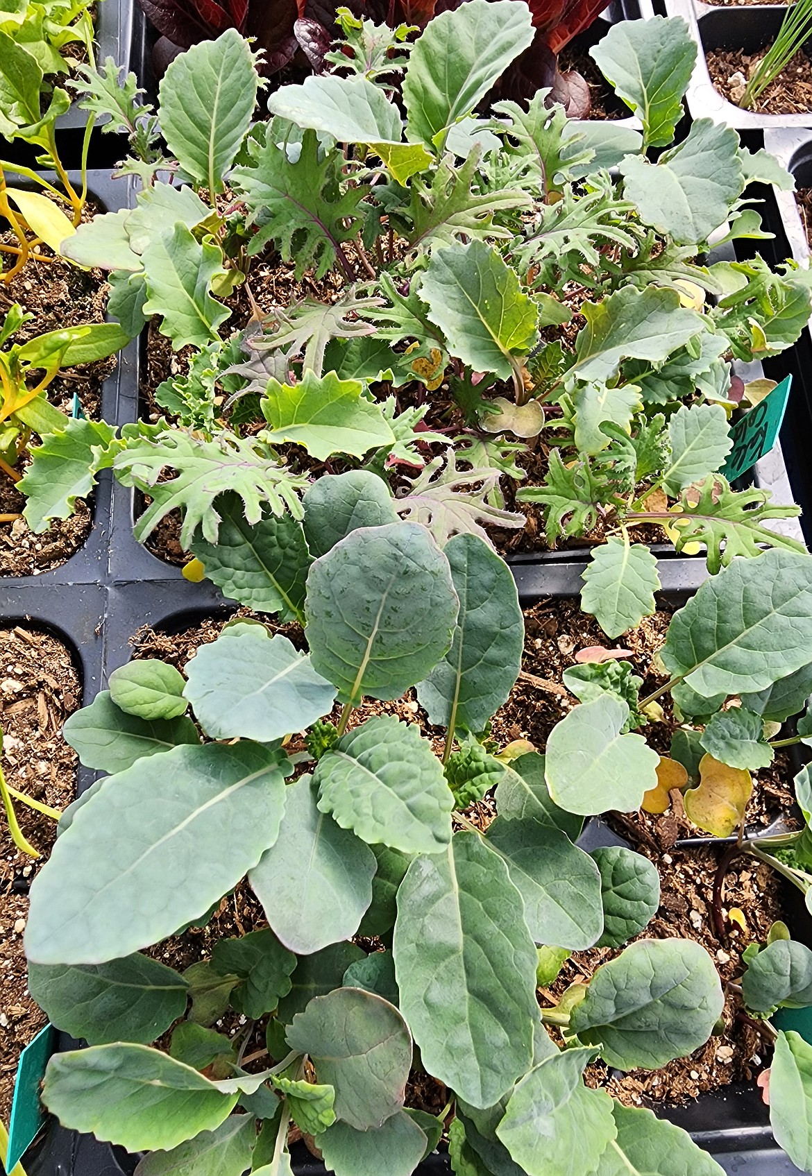 Kale is a quick-growing and hardy cool-season crop that withstands frost. It even tastes sweeter after a little fall frost.