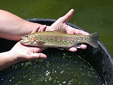 State wildlife agency gives boost to native rainbow trout species