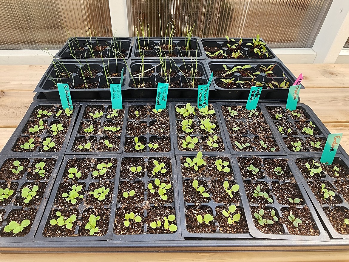 Seeded in early July, these cool-season lettuces, beets and bunching onions will be ready to plant in mid-August and harvested by the end of September.