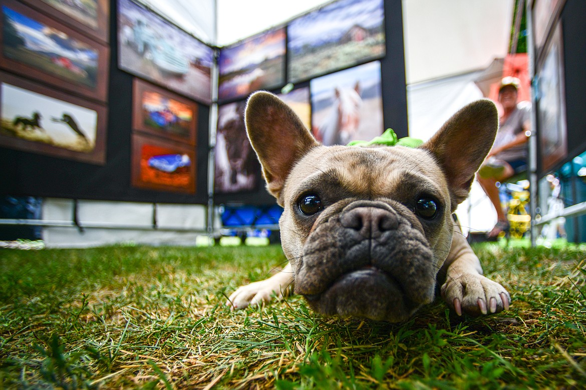 Cheyenne Rouse's 15-month-old French bulldog named Pop Tart keeps watch inside her stand named Cheyenne L. Rouse Photography at the Hockaday Museum's Arts in the Park at Depot Park in Kalispell on Friday, July 12. The event features over 80 art and craft booths, food trucks, a wine and beer garden, over 40 musical performers and community partner booths with free activities Friday, Saturday and Sunday July 12-14. (Casey Kreider/Daily Inter Lake)