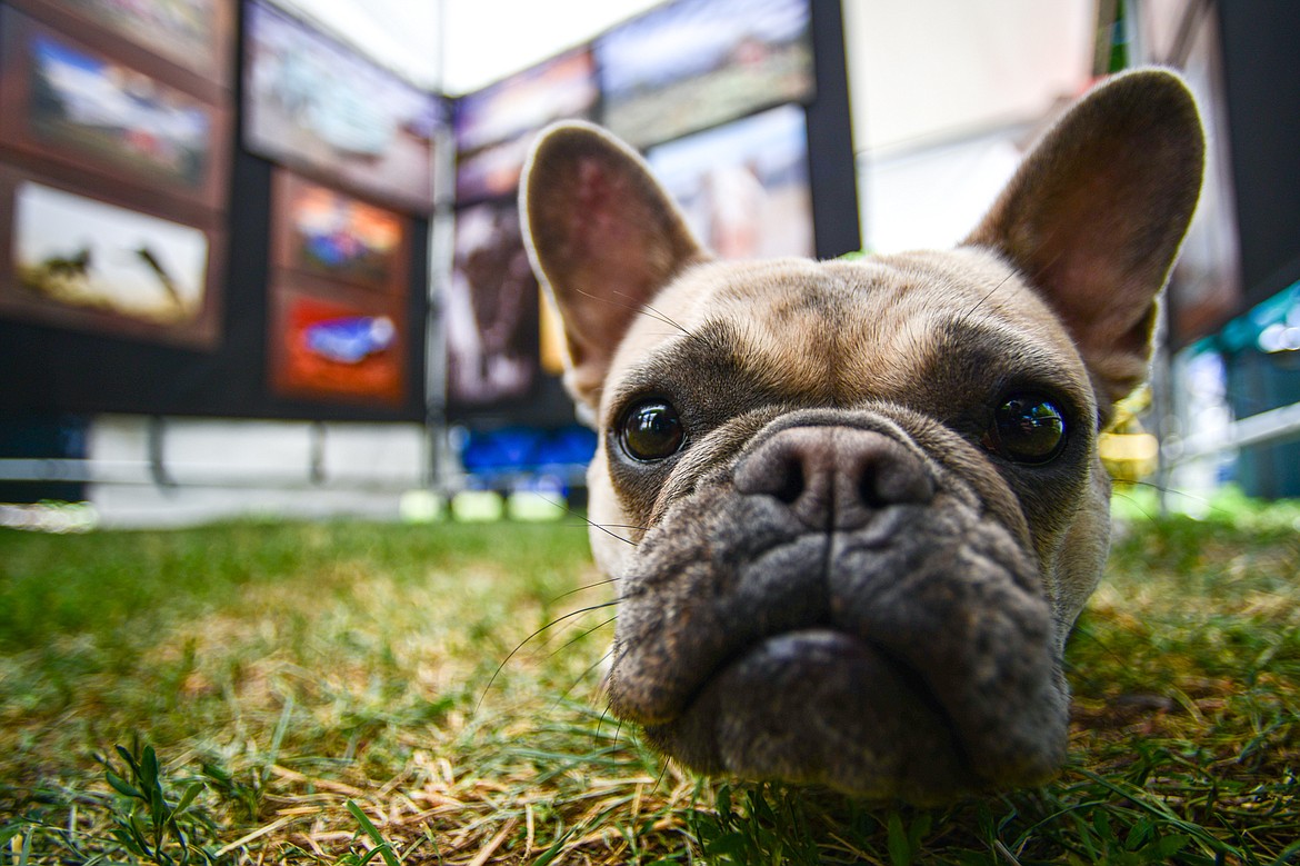 Cheyenne Rouse's 15-month-old French bulldog named Pop Tart keeps watch inside her stand named Cheyenne L. Rouse Photography at the Hockaday Museum's Arts in the Park at Depot Park in Kalispell on Friday, July 12. The event features over 80 art and craft booths, food trucks, a wine and beer garden, over 40 musical performers and community partner booths with free activities Friday, Saturday and Sunday July 12-14. (Casey Kreider/Daily Inter Lake)