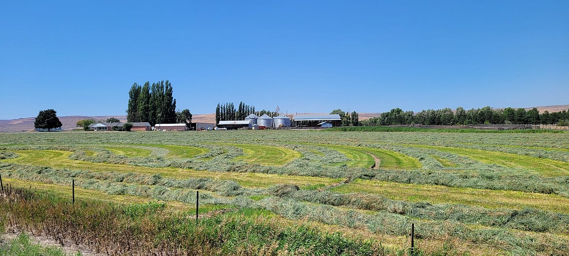 Sun beats down on a field of mown hay between Ephrata and Soap Lake over the weekend. Weather might be good for bringing in hay, but the record-setting heat has some people wondering when it will end. Answer: It's gonna be a bit.