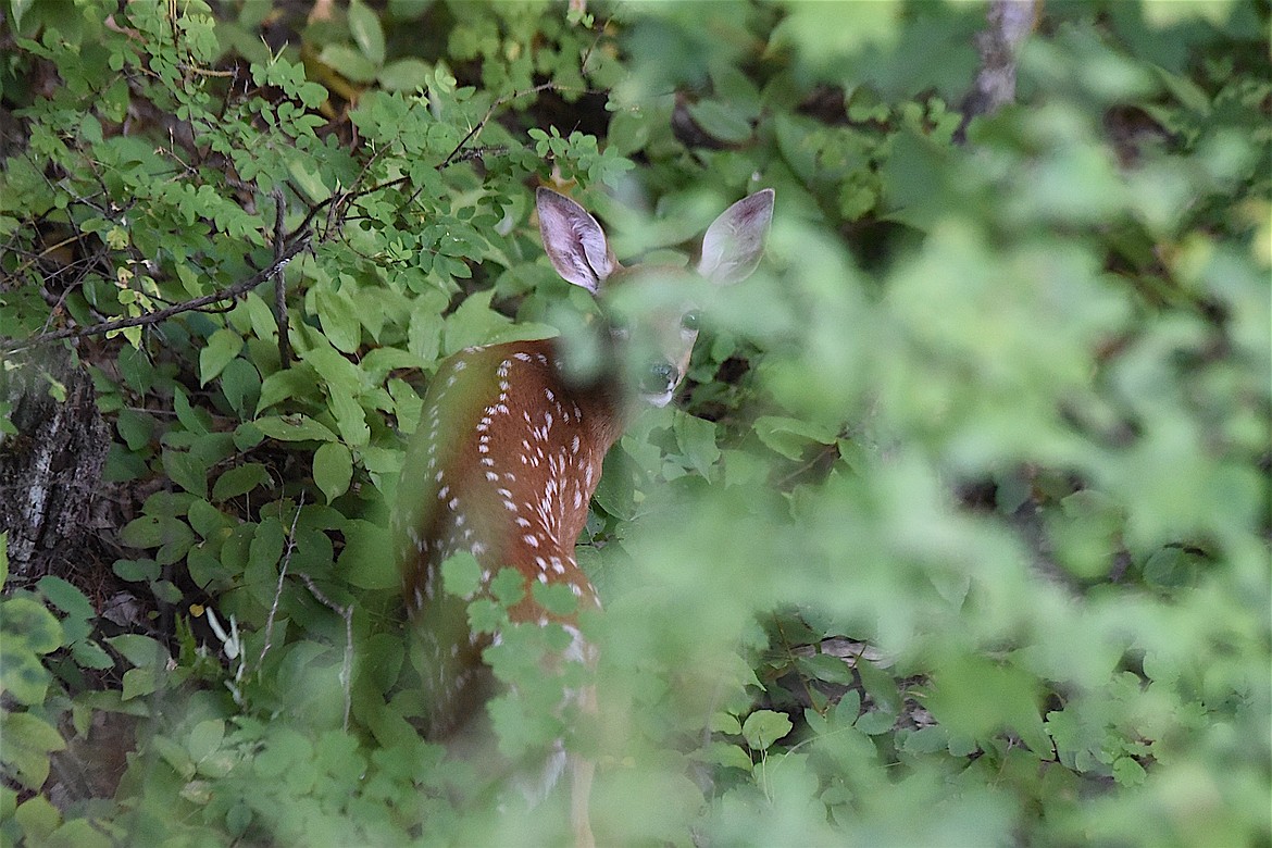 A white-tailed deer fawn seeks cover at the edge of Jennings Haul Road on July 12, 2024, just outside Libby. (Scott Shindledecker/The Western News)