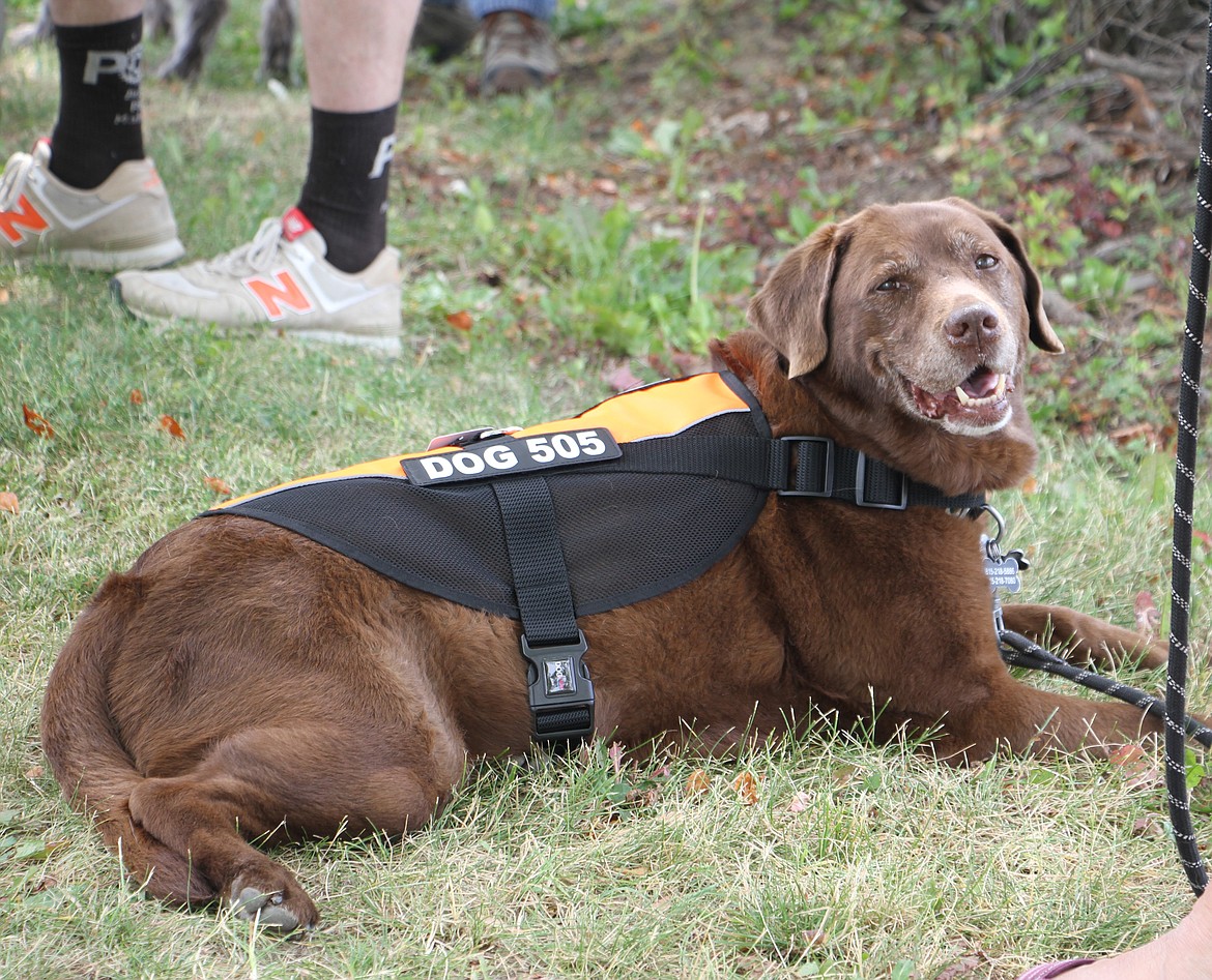 Maya, a permitted dog in the newly assembled "paw patrol," poses for a photo.