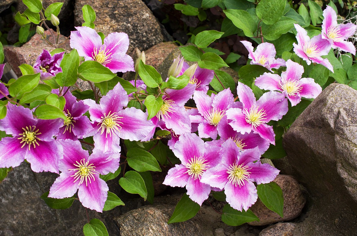 A closeup of a beautiful pink clematis.