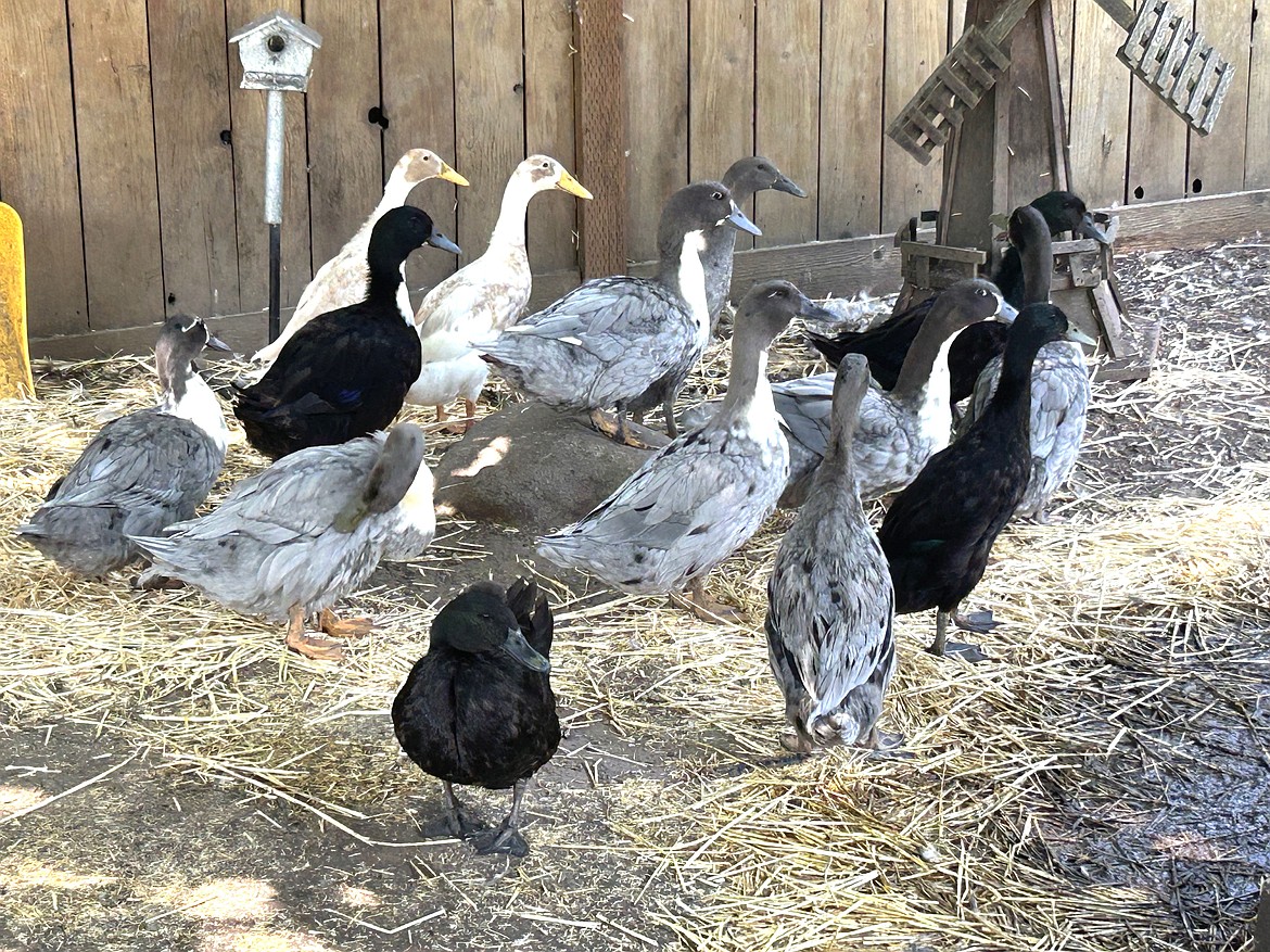 Ducks waddle around in their pen in the backyard of Aaron Fletcher's Coeur d'Alene home on Friday.