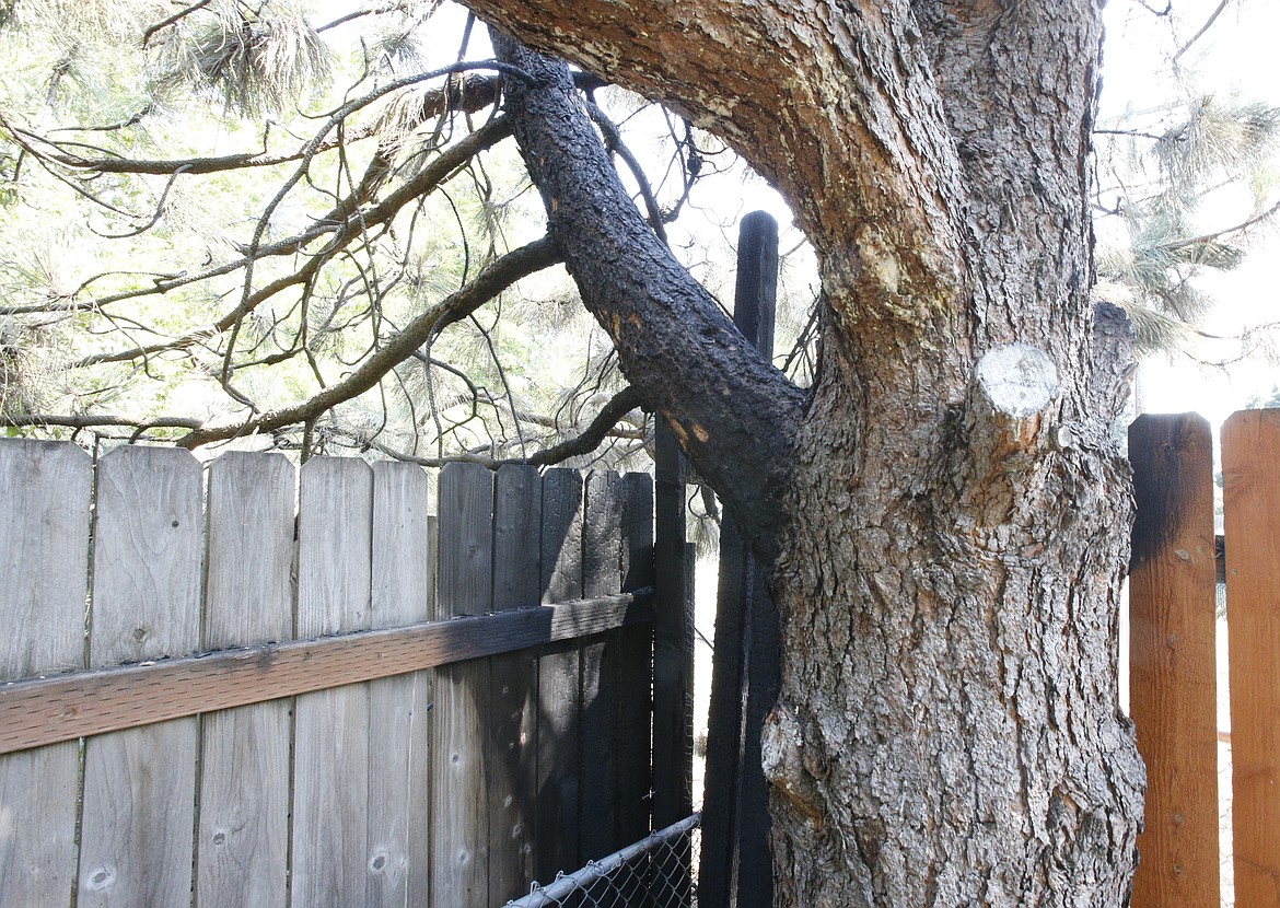 A tree in the southeastern corner of Diane Ross' Coeur d'Alene backyard caught fire Wednesday, most likely caused by a fire from an adjacent firepit that was left unattended before it was completely out. A passerby saw smoke and called the fire department.