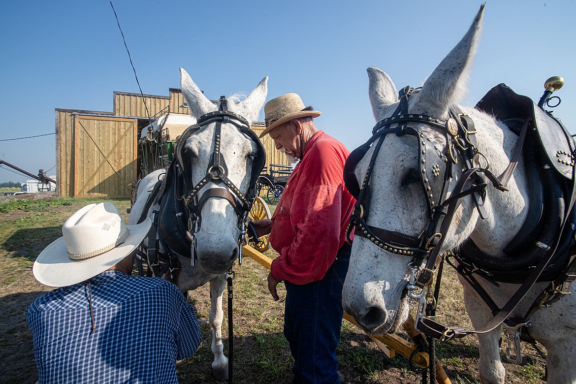 Doug Howser and Dale Mee ready their mule team for a ride Friday, July 19. (Avery Howe/Bigfork Eagle)