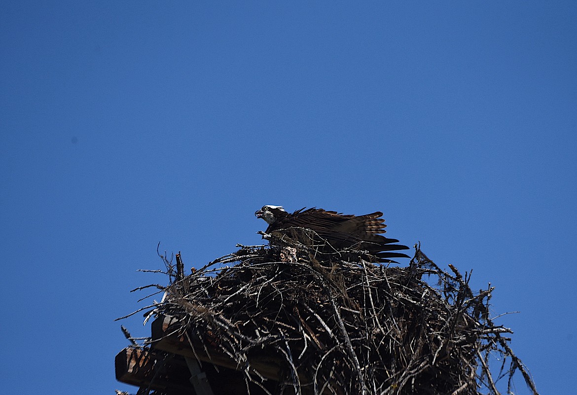 An osprey perches on its nest at the Kootenai National Forest's Osprey Landing boat launch north of Libby. (Scott Shindledecker/The Western News)