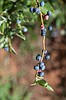 Blueberry crop looking healthy as WA continues to dominate industry