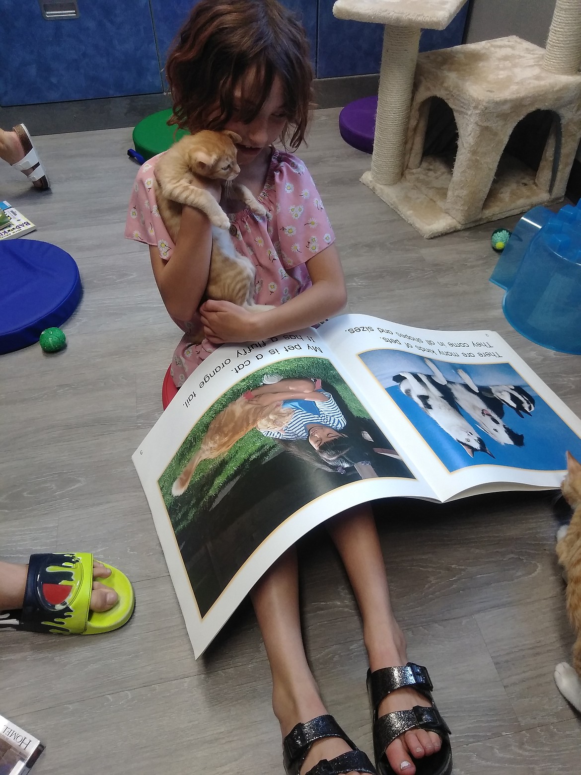 A kitten learns about his own species from a picture book read by a girl at Adams County Pet Rescue’s Kitty Litterature Day event July 13.