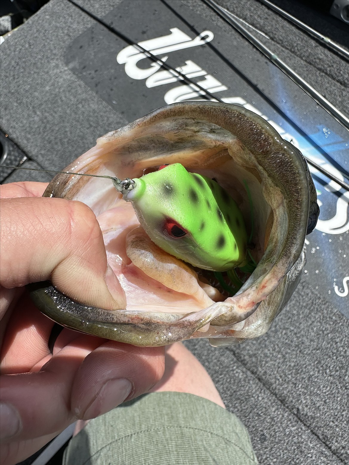 Frogs and frog baits are "on fire" according to the MarDon Resort's Pete Fisher. Fishing around the Potholes and other portions of South Grant County has been good for a variety of species.