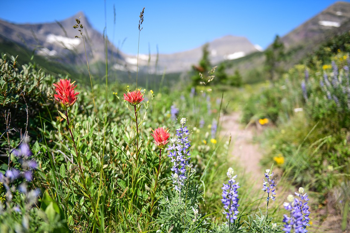 Paintbrush and silky lupine bloom along the trail to Pitamakan Pass in Glacier National Park on Sunday, July 14. (Casey Kreider/Daily Inter Lake)