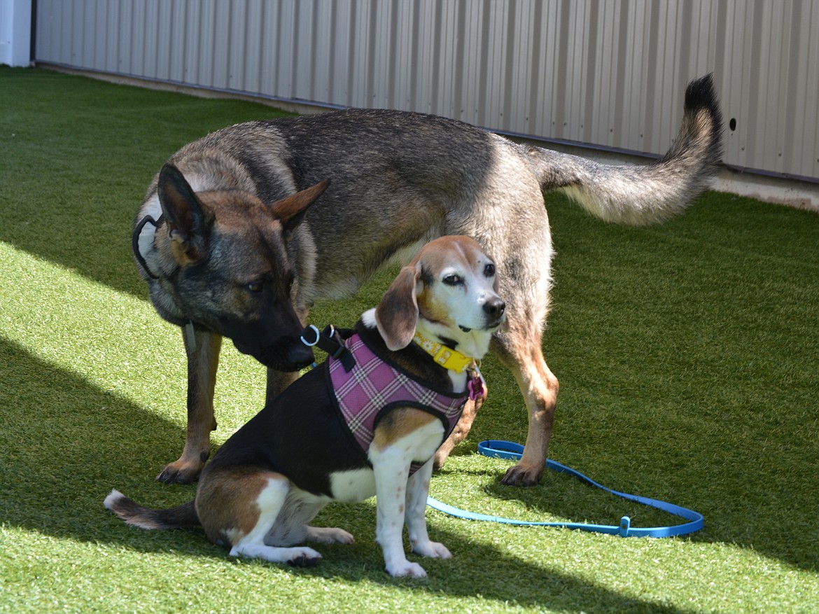 Small groups of dogs play at Paws N Brews.