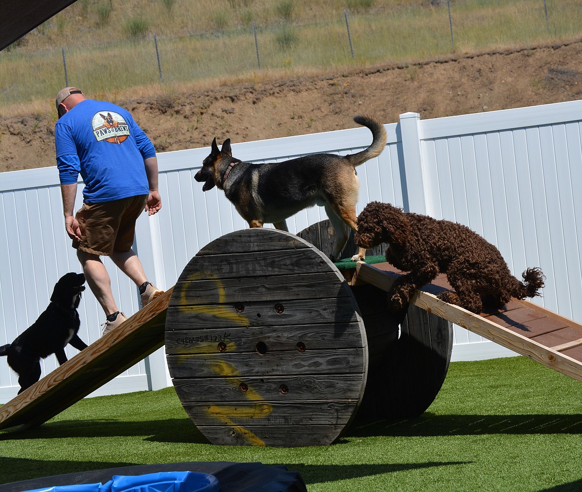 Nathan Drechsel walks up and down a training ramp with dogs at Paws N Brews. Drechsel is the dog lead at the new doggie day care/boarding/bar venue.