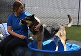 Post Falls' Paws N Brews combines doggie day care with self-serve bar