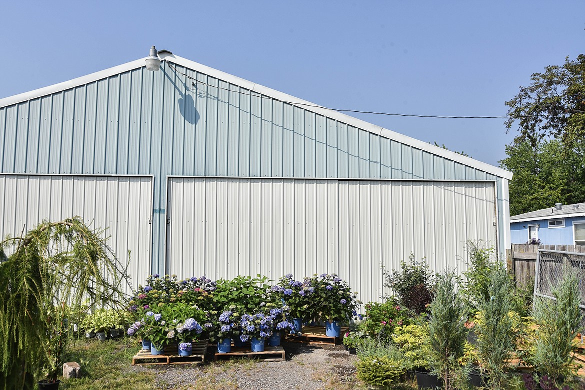 Flowers are in bloom at Connolly's Nursery in Evergreen. (Kate Heston/Daily Inter Lake)