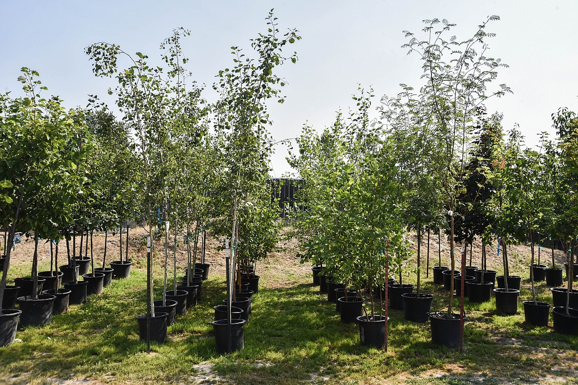 One of the main focuses at Connolly's Nursery in Evergreen this season is growing trees. (Kate Heston/Daily Inter Lake)