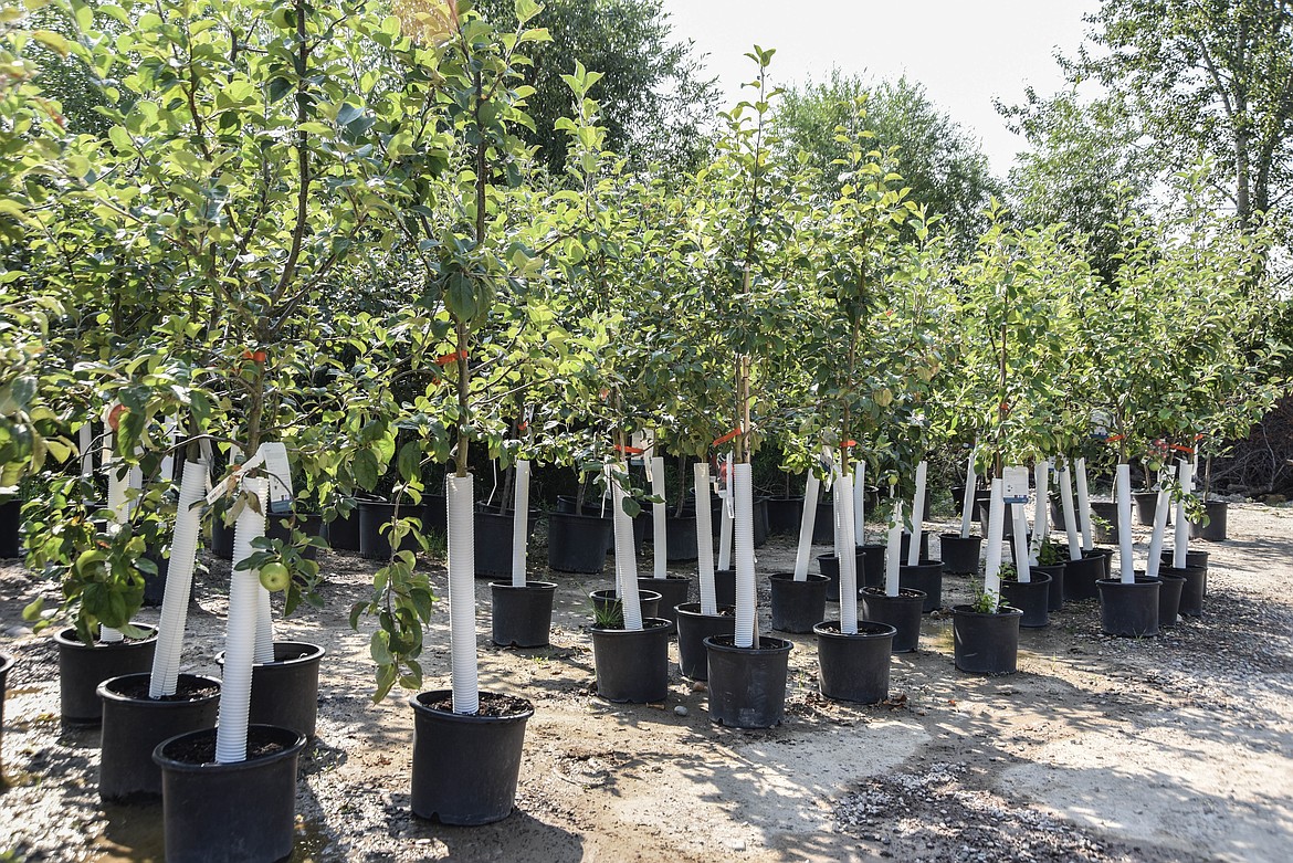 Trees at Connolly's Nursery in Evergreen. (Kate Heston/Daily Inter Lake)