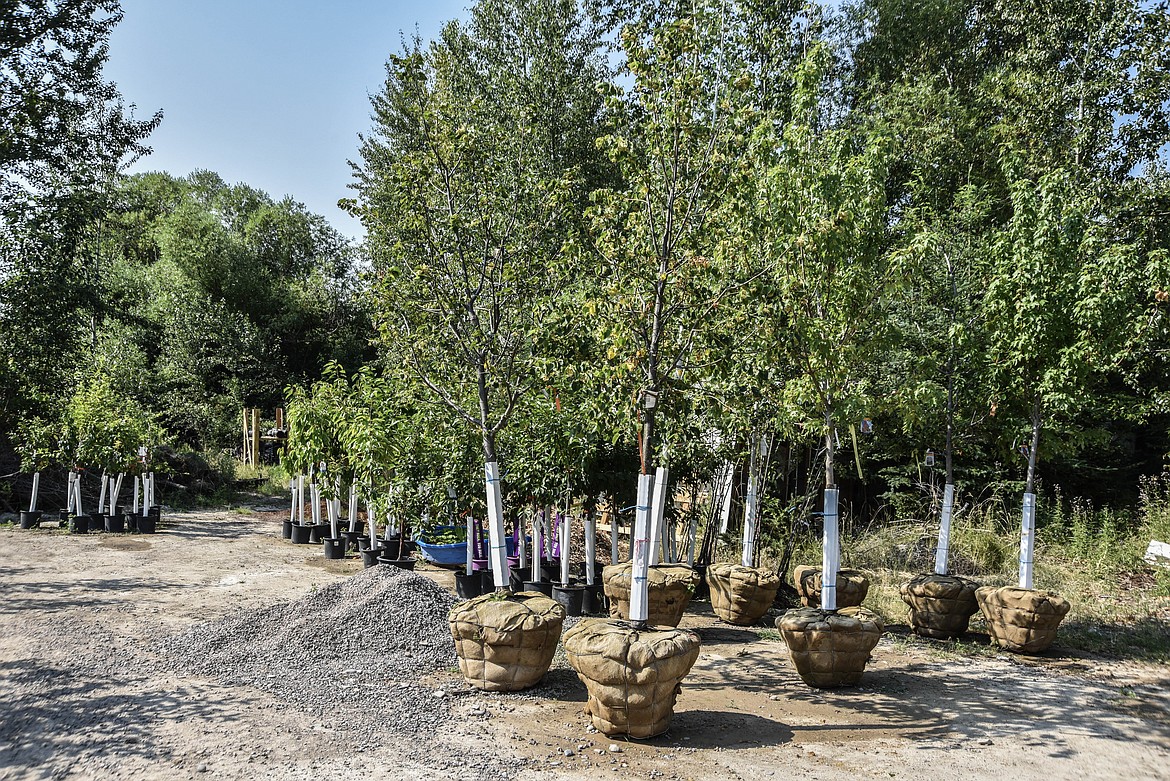 Trees, many various forms of fruit trees, at Connolly's Nursery in Evergreen. (Kate Heston/Daily Inter Lake)