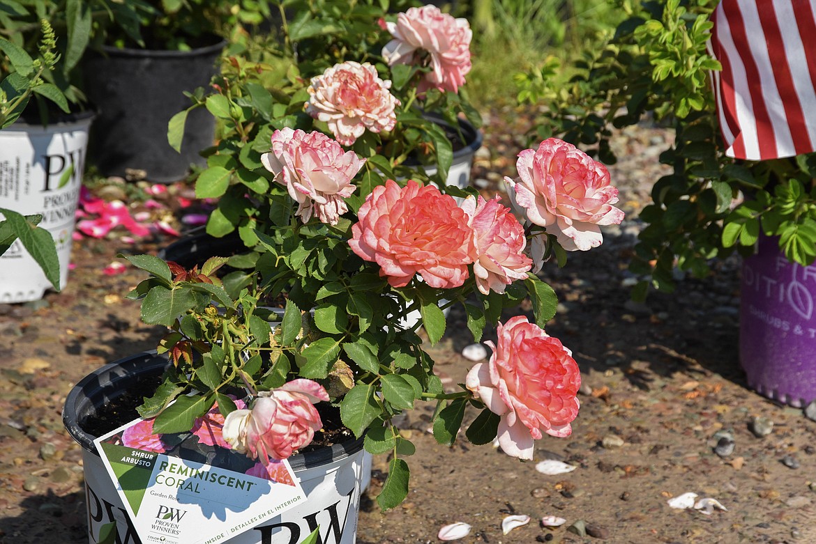 Garden roses grow at Connolly's Nursery in Evergreen. (Kate Heston/Daily Inter Lake)