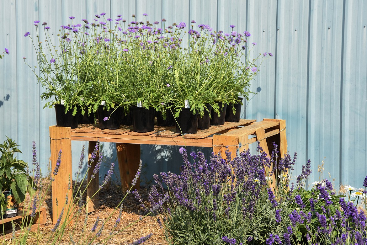 Flowers at Connolly's Nursery in Evergreen. (Kate Heston/Daily Inter Lake)