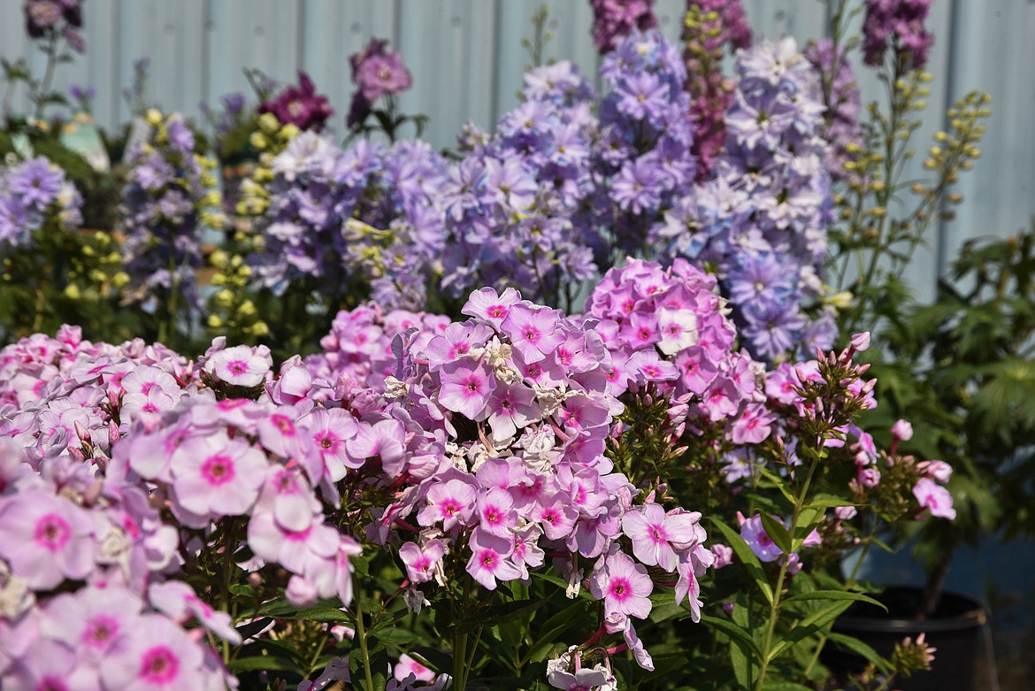 Flowers at Connolly's Nursery in Evergreen. (Kate Heston/Daily Inter Lake)