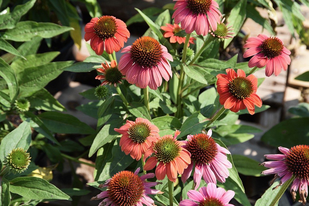 Flowers at Connolly's Nursery in Evergreen. (Kate Heston/Daily Inter Lake)