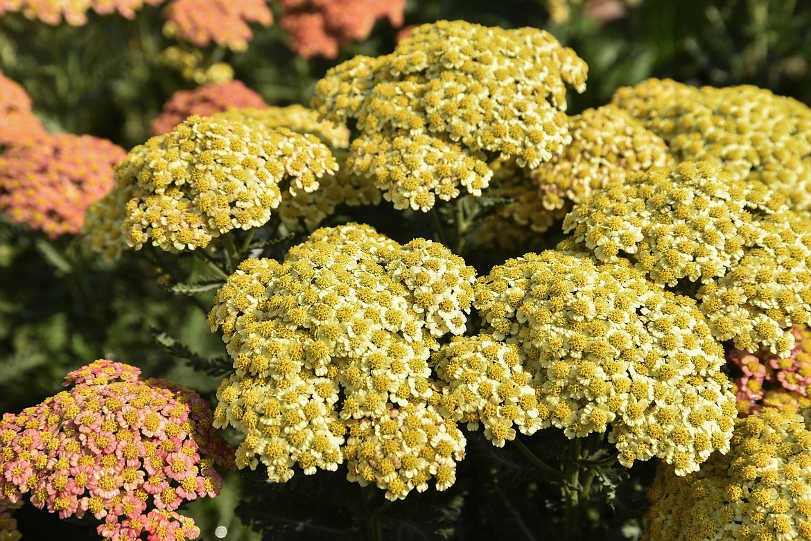 Flowers at Connolly's Nursery in Evergreen. (Kate Heston/Daily Inter Lake)