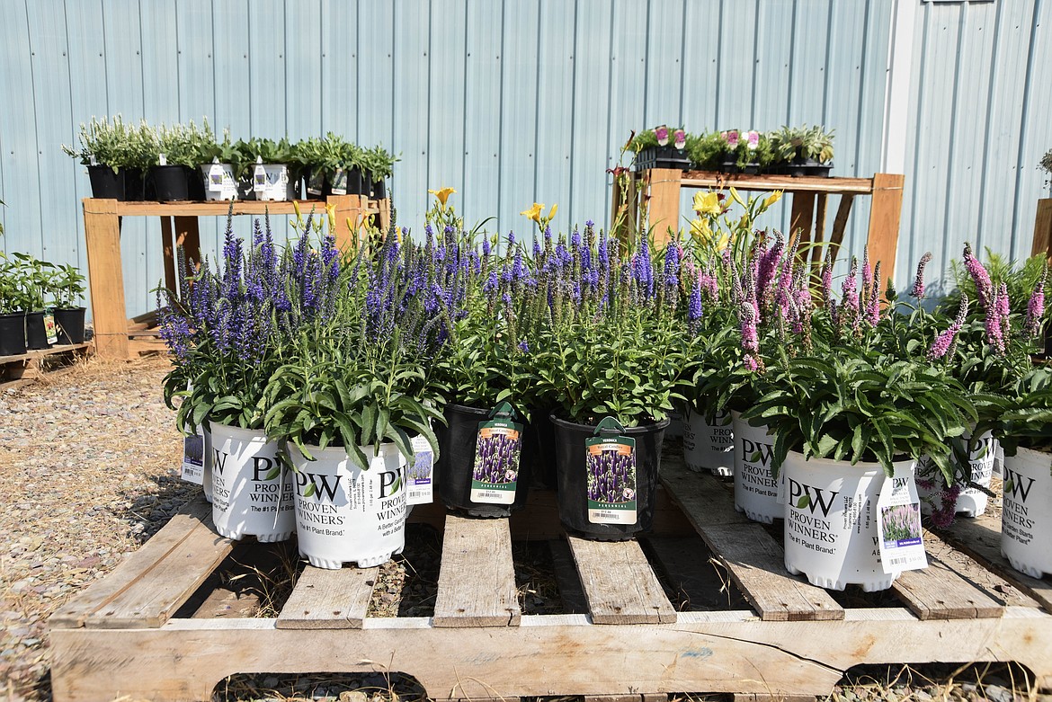 Flowers at Connolly's Nursery in Evergreen. (Kate Heston/Daily Inter Lake)