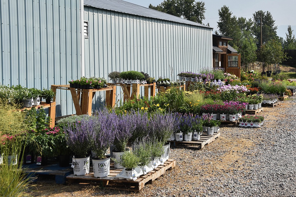 Connolly's Nursery in Evergreen opened in April 2024. (Kate Heston/Daily Inter Lake)