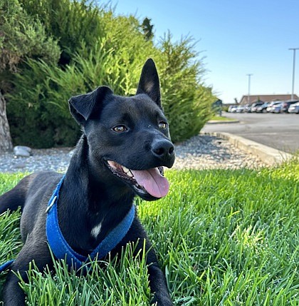 My name’s Happy, and I’m generally content to sun myself a bit and get spoiled rotten. I’d like a chance to return the favor for some wonderful humans, especially if they like keeping dog biscuits around the house. I’m almost three years old, so I’m fully grown and you won’t have to worry about me outgrowing you. Just snuggle up and let’s be besties.