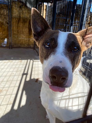 The name’s Mantis, but I’m not preying on anything but a treat and maybe a chew toy. I’m about 44 pounds, so I’m feeling svelte and soon I’ll be two years old. I’d dearly love to have someone to play with regularly and have a fun time with. I was found as a stray, but I was only wandering about looking for you – I swear. Let’s make good times happen together and I’ll be your best girl forever.