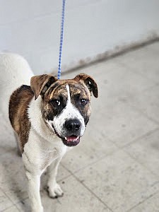 Hey there folks, I’m Marge and I’m a bit over three years old. I’m a bit of this and a bit of that, but mostly, I’m just loveable. I enjoy spending time with my caregivers at Grant County Animal Outreach, but I’d really love a home with people I can dedicate myself to on a regular basis. I could use a bit of training, but honestly, couldn’t we all? Come say hi and let’s see if we can make something wonderful happen for one another.