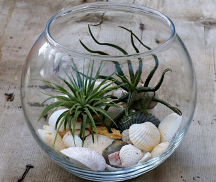 Students can make a terrarium filled with otherworldly-looking air plants at the Old Hotel and Gallery Aug. 9.